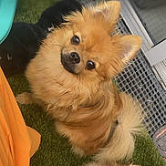 Hermès participe au concours pour gagner de l'argent avec cette photo : animal, brown, carpet, companion, cute, digital_clock, dog, fluffy, fur, happy, indoor, lock_screen, looking_up, orange_clothing, pet, phone_screenshot, pomeranian, small_dog, time_display, two_dogs