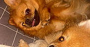 Hermès a rejoint le concours — aidez-le/la à gagner de superbes lots ! animal, bed, blanket, brown_fur, closeup, cozy, cute, cute_expression, digital_sticker, dog, fluffy, indoor, pet, playful, plush_toy, pomeranian, portrait, resting, smiling, toy