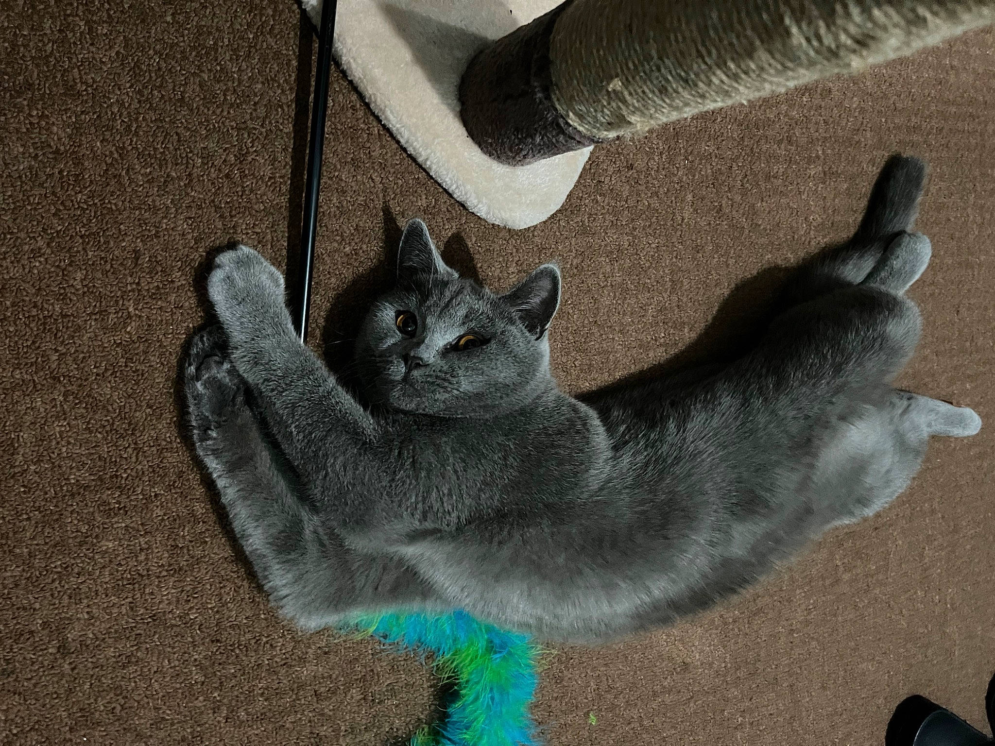 Bela is registered to the contest to win money with this photo: automotive_tire, black_cat, carnivore, cat, chartreux, claw, comfort, domestic_short_haired_cat, felidae, fur, grey, human_leg, paw, road_surface, russian_blue, shadow, small_to_medium_sized_cats, snout, tail, whiskers