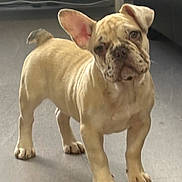 Ryder is registered to the contest to win money with this photo: alert, animal, canine, companion, curious, cute, dog, domestic, ears, floor, french_bulldog, indoor, looking, mammal, pet, puppy, small, standing, wrinkles, young
