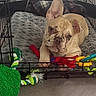 Ryder is registered to the contest to win money with this photo: animal, blanket, colorful, crate, curious, cute, dog, dog_toys, ears_up, floor, french_bulldog, furry, indoor, pet, playful, plush_toy, puppy, resting, rope_toy, young_dog