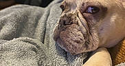 Ryder joined the competition — help win amazing prizes! animal, blanket, close_up, cozy, dog, flowers, french_bulldog, fur, furniture, home, indoor, paw, pet, portrait, red, relaxed, sleepy, snuggled, soft_texture, vase