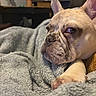 animal, blanket, close_up, cozy, dog, flowers, french_bulldog, fur, furniture, home, indoor, paw, pet, portrait, red, relaxed, sleepy, snuggled, soft_texture, vase