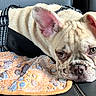 Ryder is registered to the contest to win money with this photo: animal, beige, black, brown_eyes, car_seat, closeup, cute, dog, ears, face, french_bulldog, harness, indoor, lying_down, pet, puppy, resting, short_hair, towel, wrinkles