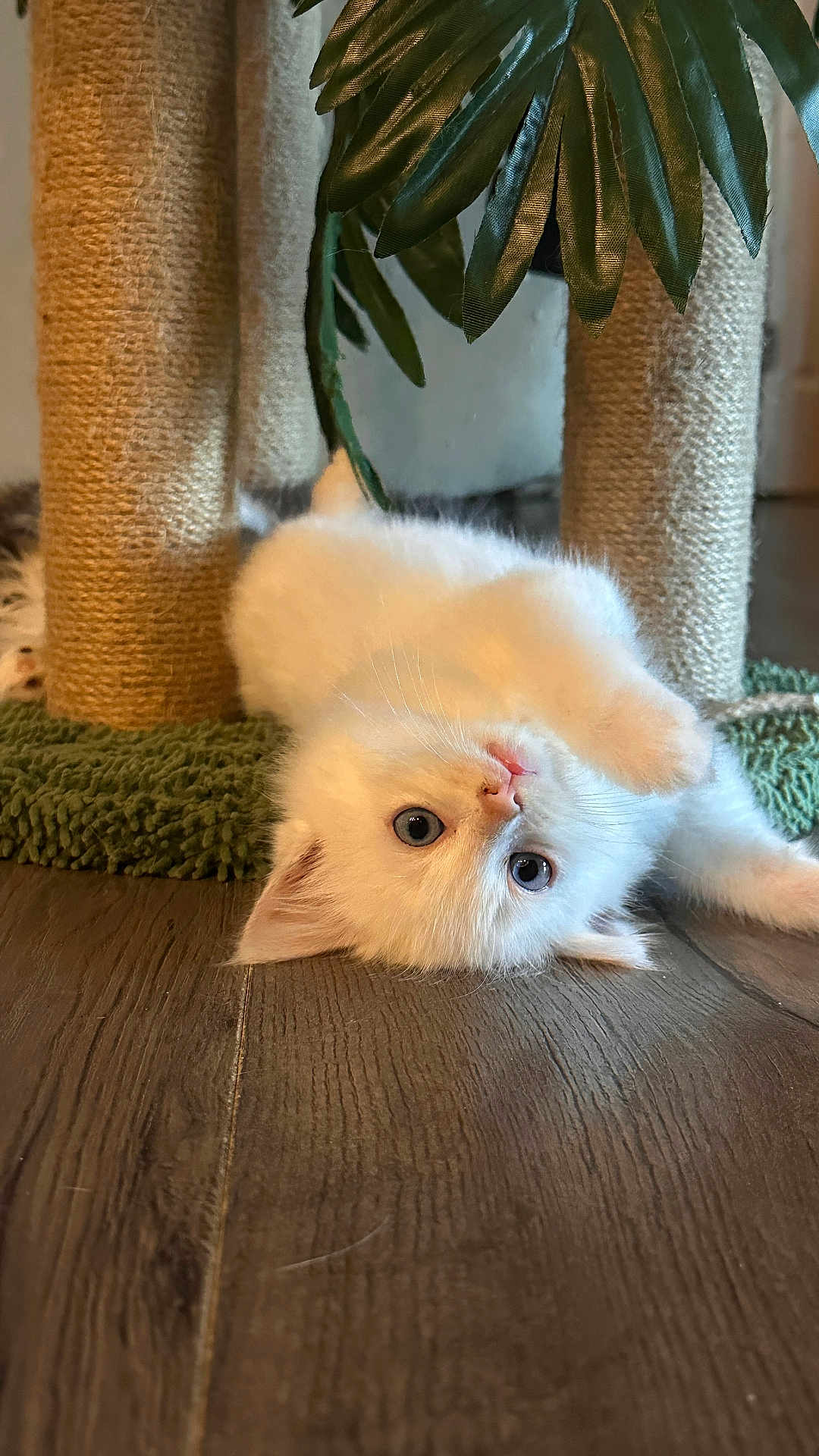 Marshmallow joined the competition — help win amazing prizes! kitten, cat, white_cat, upside_down, blue_eyes, floor, wood_floor, scratching_post, green_mat, indoor, plant, leafy_plant, pet, cute, furry, small, playful, animal, young, domestic_cat