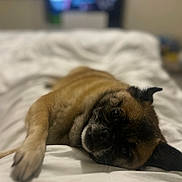 Betsy-Blue joined the competition — help win amazing prizes! dog, bed, white_bedspread, lying_down, pet, canine, fur, brown_fur, black_fur, relaxed, indoors, sleepy, close_up, portrait, animal, companion, cute, domestic_animal, resting, soft_texture