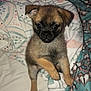 Betsy-Blue is registered to the contest to win money with this photo: puppy, dog, pet, cute, animal, fur, small, bed, blanket, pattern, indoor, young, looking, sitting, ears, face, paw, canine, adorable, companion