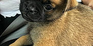 Betsy-Blue joined the competition — help win amazing prizes! puppy, dog, pet, animal, young, fur, brown, black, cute, face, eyes, ears, lap, person, clothing, seatbelt, indoor, closeup, resting, adorable