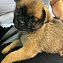 puppy, dog, pet, animal, young, fur, brown, black, cute, face, eyes, ears, lap, person, clothing, seatbelt, indoor, closeup, resting, adorable