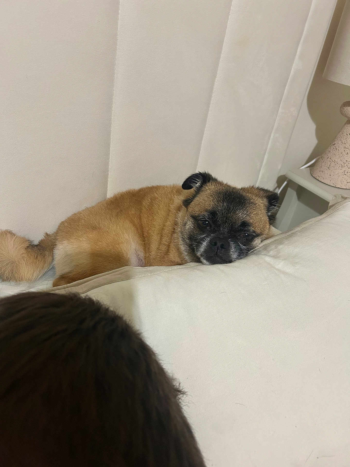 Betsy-Blue is registered to the contest to win money with this photo: dog, pet, indoor, couch, pillow, resting, tan, black_face, fur, lamp, side_table, home, cozy, sleepy, relaxed, animal, furniture, comfort, wall, living_room