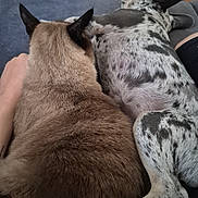 Minion participe au concours pour gagner de l'argent avec cette photo : cat, dog, animal, pet, snuggling, couch, indoor, fur, brown_cat, spotted_dog, paw, relaxing, closeup, friendship, cozy, resting, companion, home, furry, cute