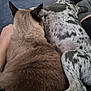 cat, dog, animal, pet, snuggling, couch, indoor, fur, brown_cat, spotted_dog, paw, relaxing, closeup, friendship, cozy, resting, companion, home, furry, cute