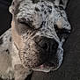 dog, sleeping, close_up, resting, peaceful, animal, pet, spotted, black_and_white, face, nose, whiskers, ear, fur, relaxed, indoor, couch, cozy, portrait, calm