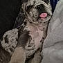 puppy, dog, sleeping, tongue_out, paw, blanket, cozy, fur, spotted, cute, pet, animal, closeup, resting, indoor, snout, nose, ears, soft, relaxed