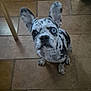 Aïka a rejoint le concours — aidez-le/la à gagner de superbes lots ! dog, puppy, french_bulldog, spotted, blue_eye, one_eye_blue, tile_floor, indoor, pet, ears_up, looking_up, small_dog, animal, cute, companion, domestic, sitting, young_dog, black_and_white, alert