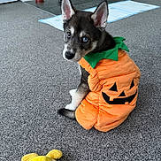 Storm joined the competition — help win amazing prizes! puppy, dog, costume, pumpkin, orange, yellow_toy, carpet, indoor, kitchen, floor, pet, cute, animal, playful, toy, looking_back, ears, fur, small, domestic