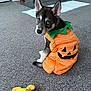 puppy, dog, costume, pumpkin, orange, yellow_toy, carpet, indoor, kitchen, floor, pet, cute, animal, playful, toy, looking_back, ears, fur, small, domestic
