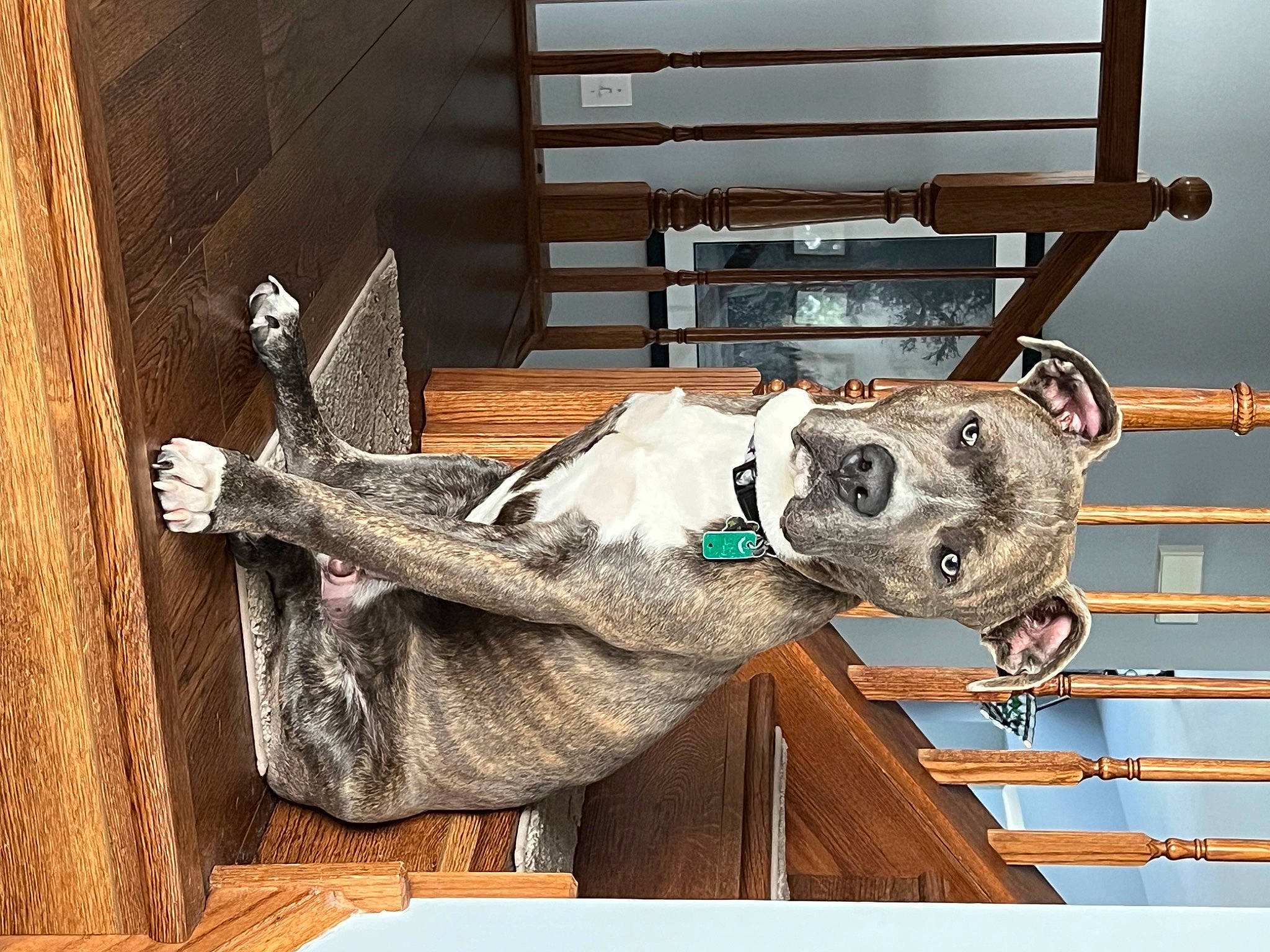 Kingsley joined the competition — help win amazing prizes! art, fawn, fur, hat, metal, room, sculpture, snout, statue, wood, working_animal