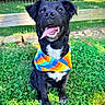 Clementine is registered to the contest to win money with this photo: animal, bandana, black_dog, canine, cute, dog, fence, friendly, grass, greenery, happy, nature, outdoor, pet, playful, portrait, sitting, smiling, sunlight, tongue_out