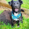 Clementine joined the competition — help win amazing prizes! animal, bandana, black_dog, canine, collar, cute, dog, ears, fence, fur, grass, happy, nature, outdoor, pet, playful, sitting, smiling, sunny, tongue_out