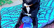 Clementine is registered to the contest to win money with this photo: animal, award, background, black_dog, chair, collar, competition, dog, face, first_place, fur, happy, mat, outdoor, pet, proud, ribbons, smiling, stone_wall, tongue
