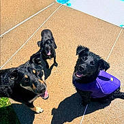 Clementine joined the competition — help win amazing prizes! animal, black_dog, canine, concrete, dog, dogs, happy, leash, life_jacket, outdoor, pet, playful, poolside, shadow, smiling, summer, sunny, tongue_out, water, wet_fur
