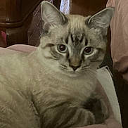 Lovie is registered to the contest to win money with this photo: animal, bed, blanket, blue_eyes, brown_fur, cat, close_up, cream_fur, feline, front_view, furniture, indoors, pet, pointed_ears, portrait, relaxed, sitting, striped_fur, tabby_cat, whiskers