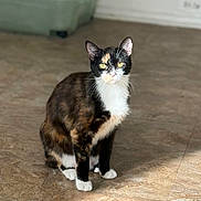 Penelope is registered to the contest to win money with this photo: cat, calico_cat, indoor, tile_floor, sunlight, pet_bed, curious, sitting, animal, feline, whiskers, ears, paws, domestic_animal, flooring, home, pet, resting, looking, furry