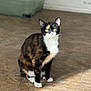 cat, calico_cat, indoor, tile_floor, sunlight, pet_bed, curious, sitting, animal, feline, whiskers, ears, paws, domestic_animal, flooring, home, pet, resting, looking, furry