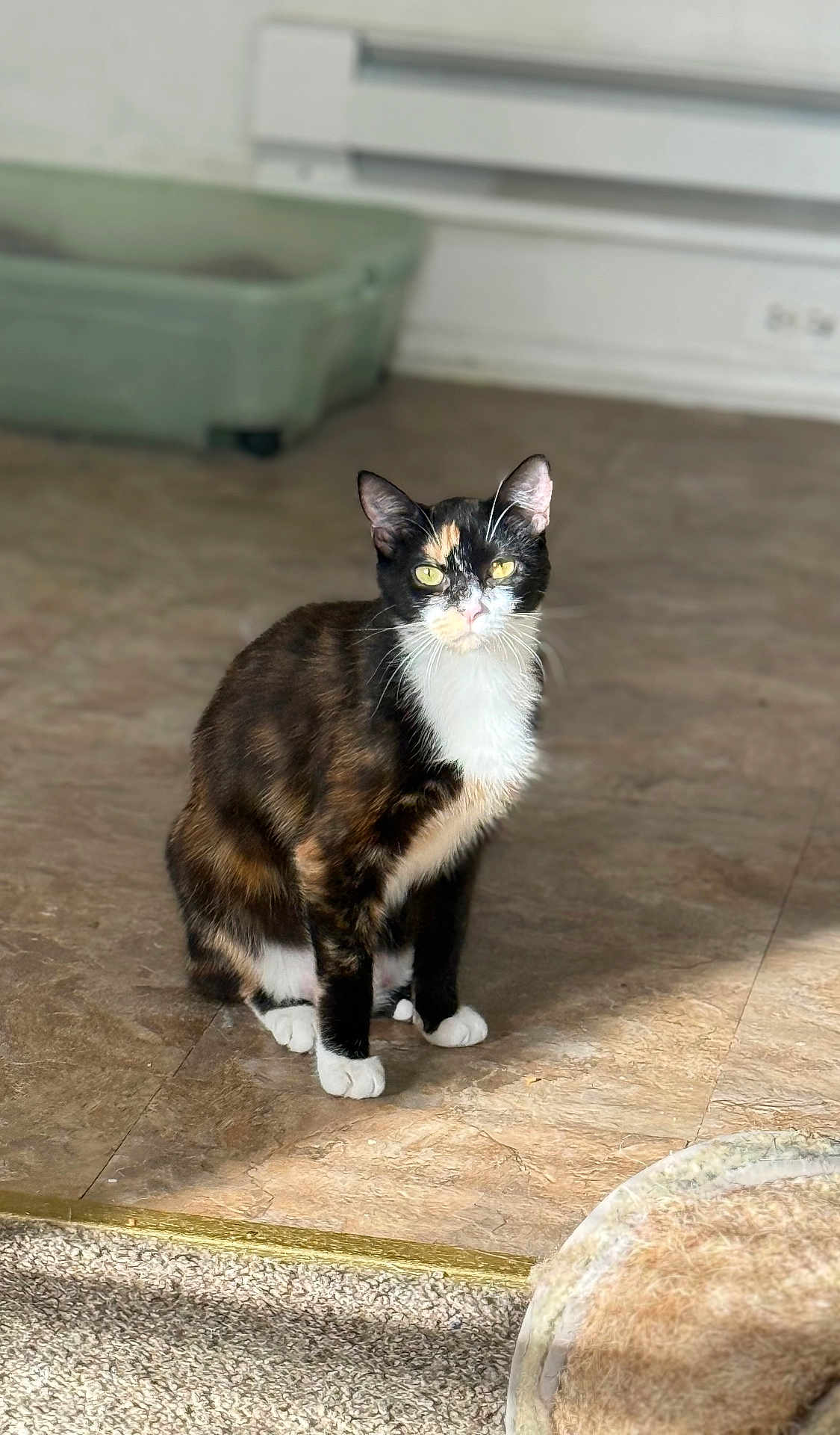 Penelope
