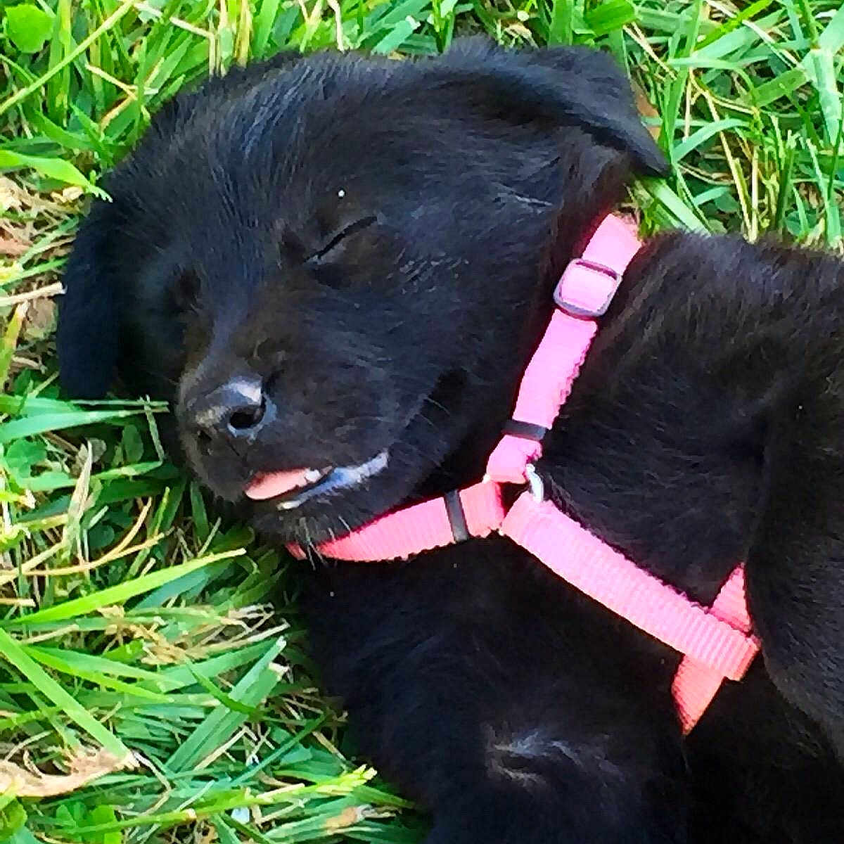 Willow joined the competition — help win amazing prizes!