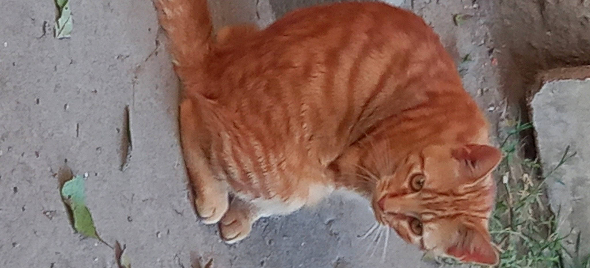 Titou participe au concours pour gagner de l'argent avec cette photo : carnivore, cat, claw, domestic_short_haired_cat, fawn, felidae, fur, paw, small_to_medium_sized_cats, snout, tail, terrestrial_animal, whiskers, wood, wrinkle