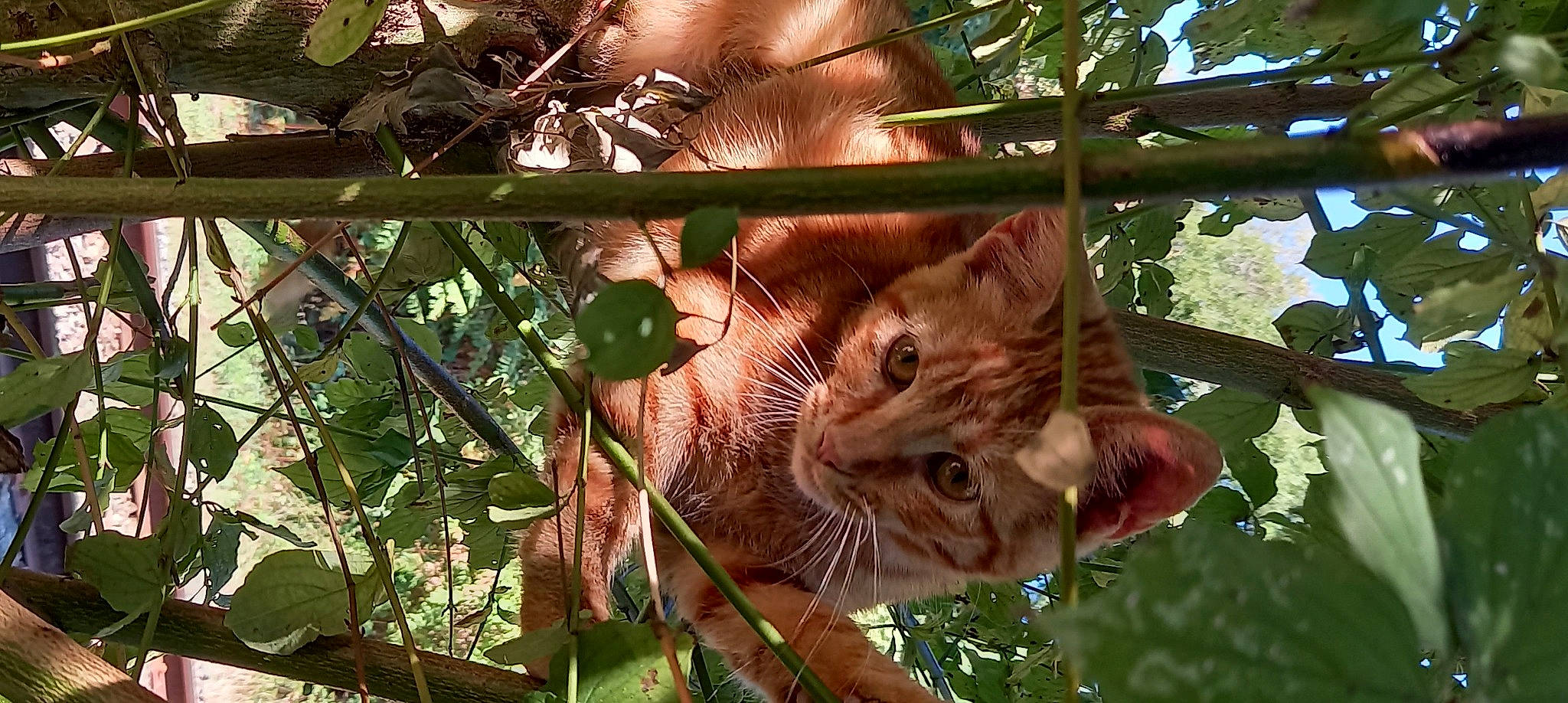 Titou a rejoint le concours — aidez-le/la à gagner de superbes lots ! carnivore, cat, domestic_short_haired_cat, fawn, felidae, fur, grass, organism, plant, small_to_medium_sized_cats, snout, tail, terrestrial_animal, terrestrial_plant, tree, trunk, twig, whiskers, wildlife, wood