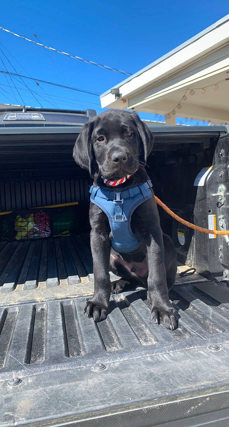 Duncan joined the competition — help win amazing prizes! automotive_tire, borador, canidae, carnivore, collar, companion_dog, dog, dog_breed, dog_collar, fur, gun_dog, hunting_dog, non_sporting_group, sky, snout, sporting_group, working_animal, working_dog