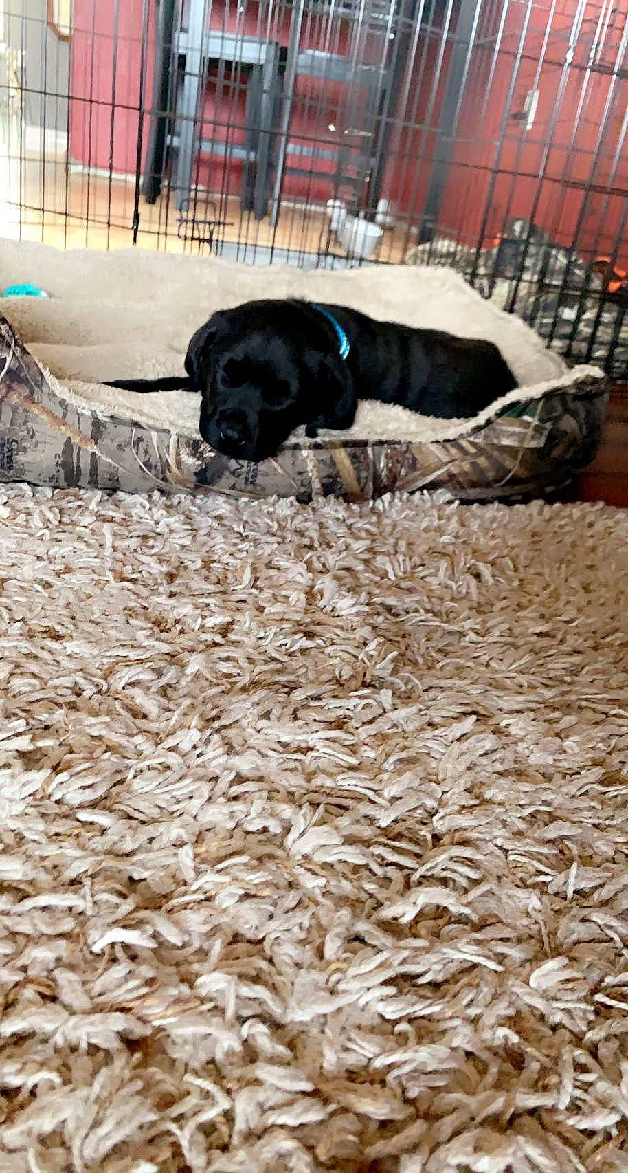 Duncan joined the competition — help win amazing prizes! canidae, carnivore, comfort, companion_dog, dog, dog_breed, dog_supply, fawn, fence, flooring, fur, grass, mammal, pet_supply, snout, sporting_group, tail, vertebrate, wood, working_animal