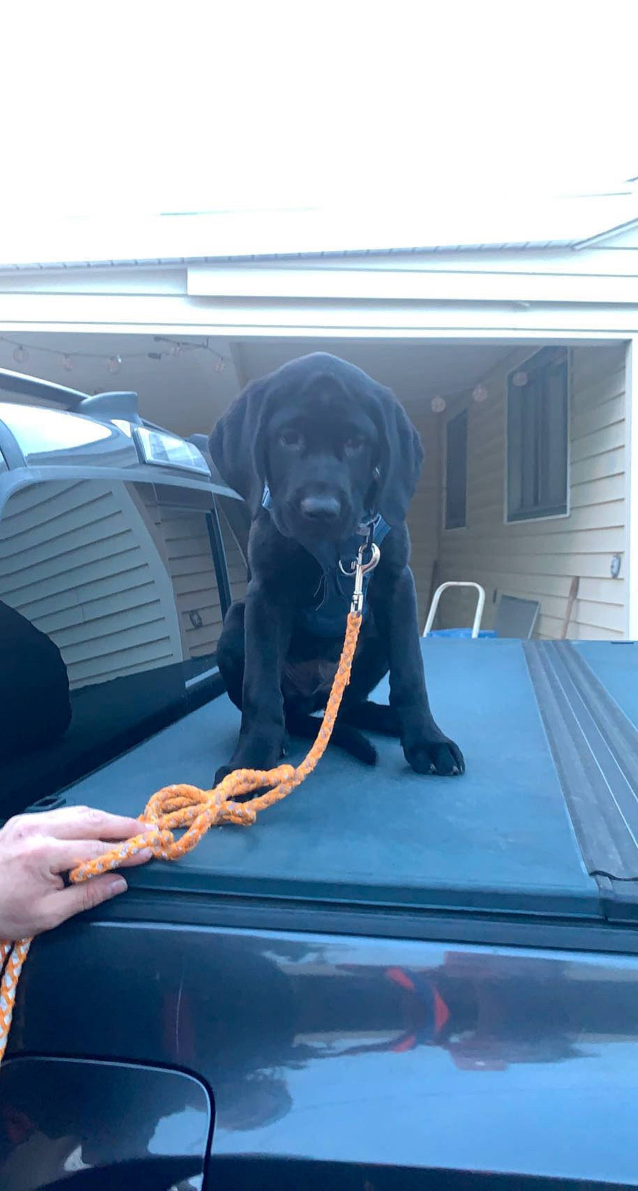 Duncan joined the competition — help win amazing prizes! auto_part, automotive_design, automotive_exterior, automotive_lighting, automotive_window_part, bumper, car, carnivore, companion_dog, dog, dog_breed, door, hood, motor_vehicle, steering_wheel, vehicle, vehicle_door, window, windscreen_wiper, windshield