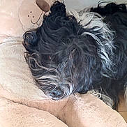 Socrate participe au concours pour gagner de l'argent avec cette photo : dog, stuffed_toy, teddy_bear, black_and_white, curly_fur, plush, cozy, snuggle, indoor, resting, pet, animal, cute, soft_texture, cuddly, relaxation, companion, home, comfort, furry