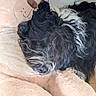 dog, stuffed_toy, teddy_bear, black_and_white, curly_fur, plush, cozy, snuggle, indoor, resting, pet, animal, cute, soft_texture, cuddly, relaxation, companion, home, comfort, furry