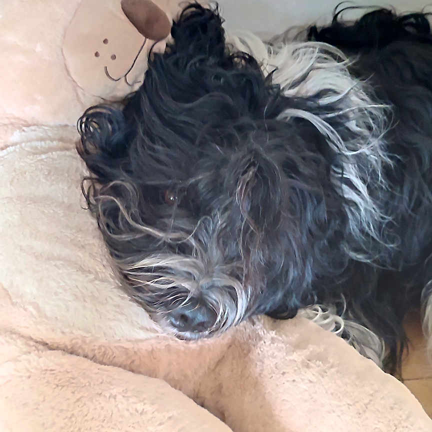 Socrate participe au concours pour gagner de l'argent avec cette photo : dog, stuffed_toy, teddy_bear, black_and_white, curly_fur, plush, cozy, snuggle, indoor, resting, pet, animal, cute, soft_texture, cuddly, relaxation, companion, home, comfort, furry