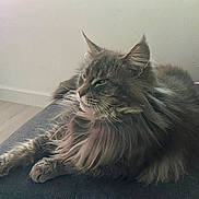 Rubis a rejoint le concours — aidez-le/la à gagner de superbes lots ! cat, fluffy, long_hair, relaxed, indoor, feline, pet, resting, calm, side_view, whiskers, ears, paws, gray, striped, sofa, cables, power_strip, quiet, soft_light