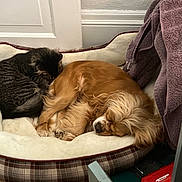 Paisley And Mookie joined the competition — help win amazing prizes! animal_buddies, brown_dog, cat, companionship, cozy, cute, dog, domestic_animals, fur, home_interior, indoor, nap_time, pet_bed, plush_bed, relaxation, resting, sleeping, striped_cat, towel, wooden_floor
