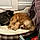 Paisley And Mookie
