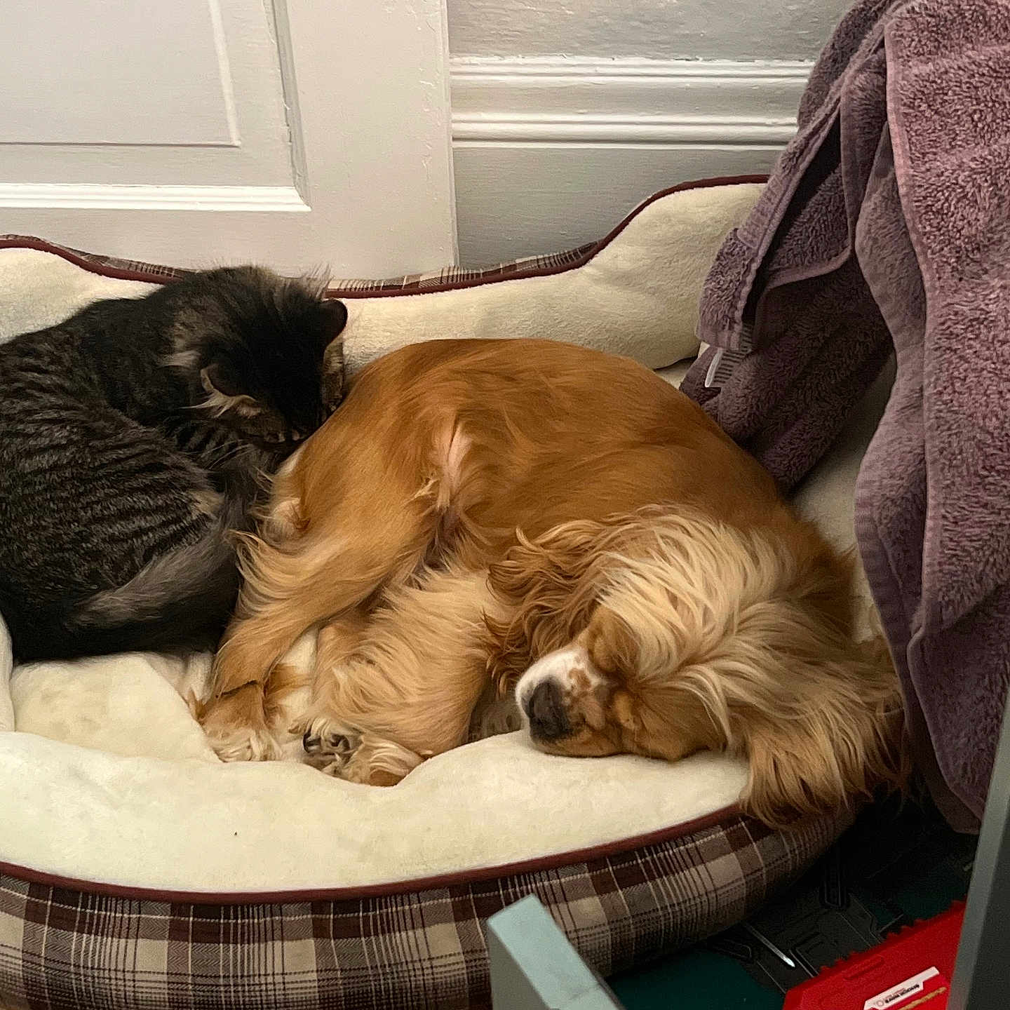 Paisley And Mookie joined the competition — help win amazing prizes! animal_buddies, brown_dog, cat, companionship, cozy, cute, dog, domestic_animals, fur, home_interior, indoor, nap_time, pet_bed, plush_bed, relaxation, resting, sleeping, striped_cat, towel, wooden_floor