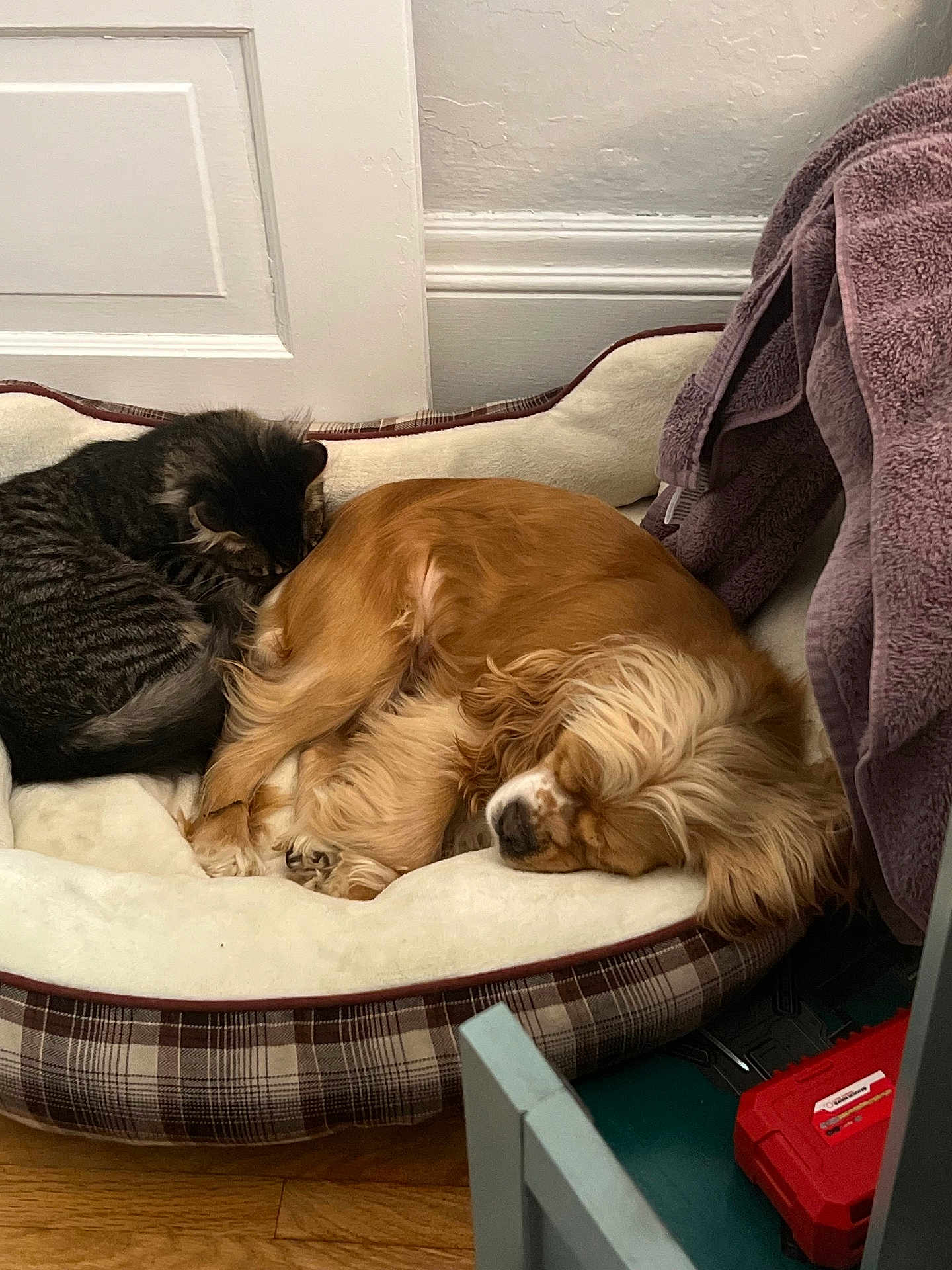 Paisley And Mookie joined the competition — help win amazing prizes! animal_buddies, brown_dog, cat, companionship, cozy, cute, dog, domestic_animals, fur, home_interior, indoor, nap_time, pet_bed, plush_bed, relaxation, resting, sleeping, striped_cat, towel, wooden_floor