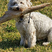 Trevor is registered to the contest to win money with this photo: dog, white_dog, fluffy, grass, outdoor, stick, pet, animal, leash, playful, sunlight, nature, cute, fur, canine, muzzle, collar, sitting, daylight, happy