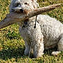 dog, white_dog, fluffy, grass, outdoor, stick, pet, animal, leash, playful, sunlight, nature, cute, fur, canine, muzzle, collar, sitting, daylight, happy