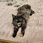 Olivia is registered to the contest to win money with this photo: cat, dog, tortoiseshell_cat, white_dog, fluffy, green_eyes, plush_blanket, soft_texture, pets, indoor, cozy, relaxed, fur, resting, bed, animal, cute, companion, lying_down, domestic