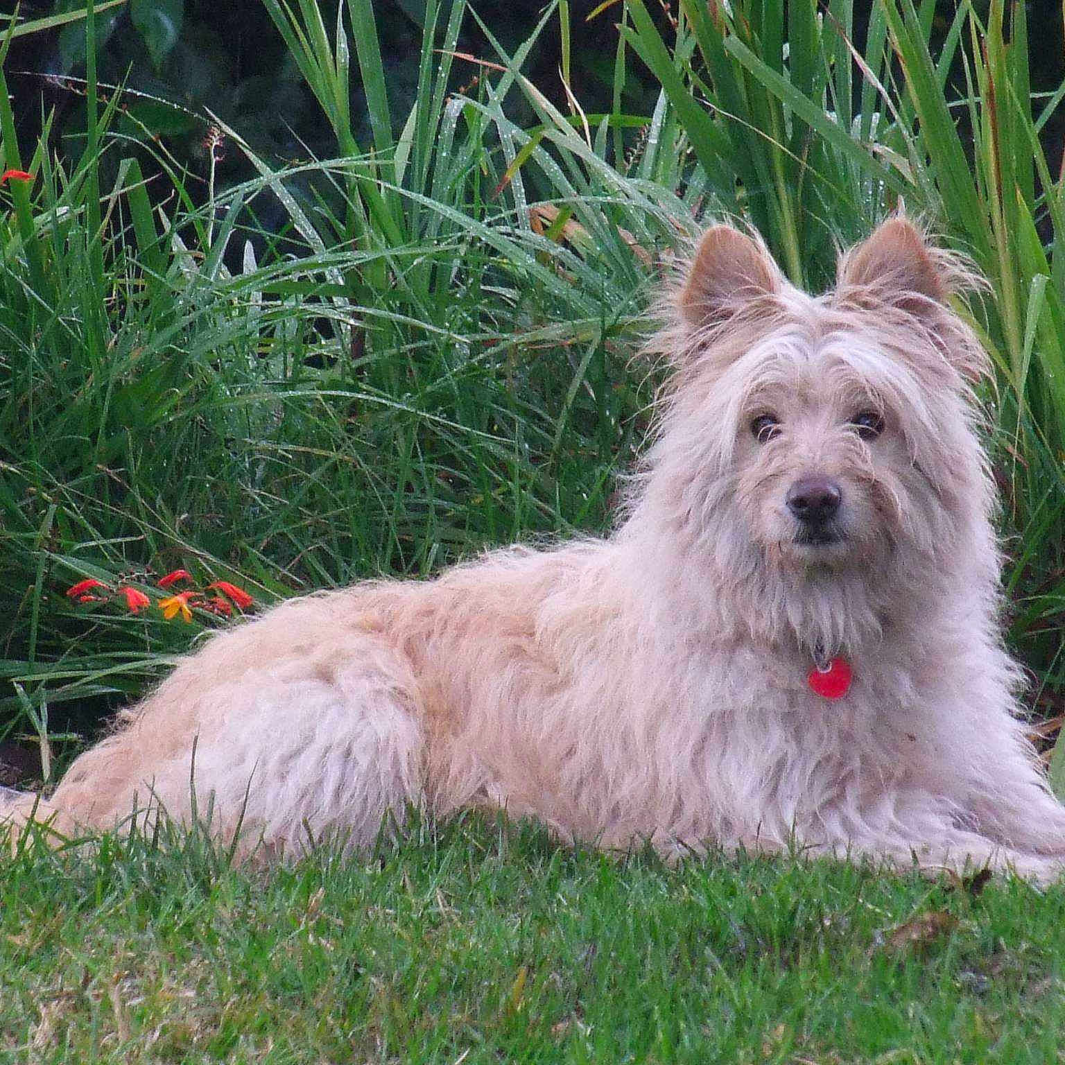 Kito
