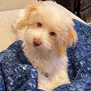 Banks joined the competition — help win amazing prizes! animal, blanket, blue_blanket, couch, cozy, curious, cute, dog, domestic, fluffy, fur, home, indoor, living_room, pet, puppy, relaxed, snuggled, sofa, young_dog