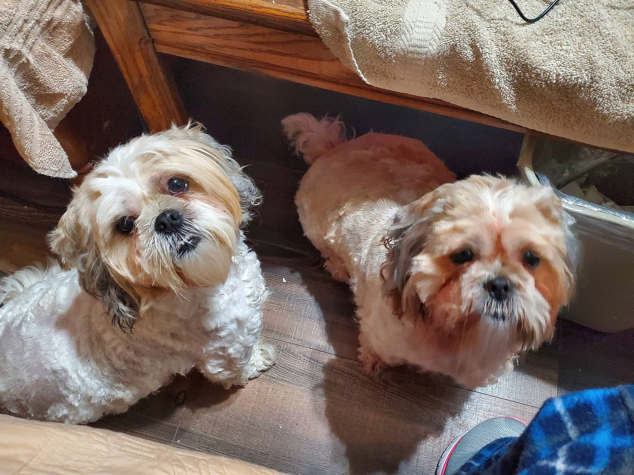 Harley is registered to the contest to win money with this photo: canidae, carnivore, comfort, companion_dog, dog, dog_breed, fawn, fur, liver, mal_shi, maltepoo, shih_poo, shih_tzu, small_terrier, snout, sporting_group, sunglasses, terrier, toy_dog, working_animal